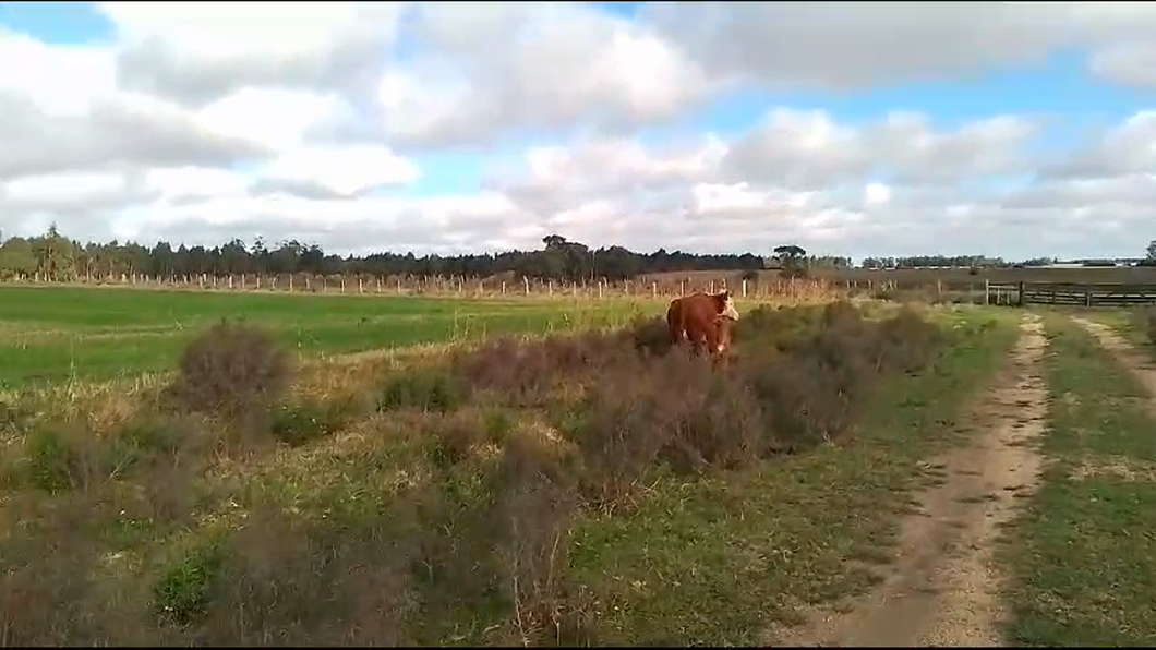 Lote 2 Piezas de cría Hereford a remate en Pantalla Camy  380kg -  en Paso del Rey