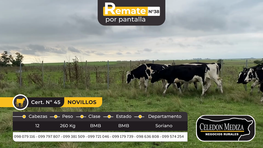 Lote 12 Novillos en Cardona, Soriano