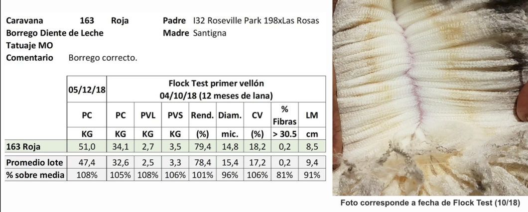 Lote Caravana 163