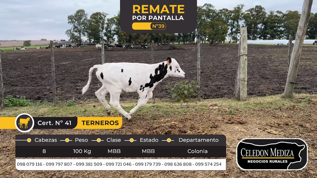 Lote 8 Terneros en Estanzuela, Colonia