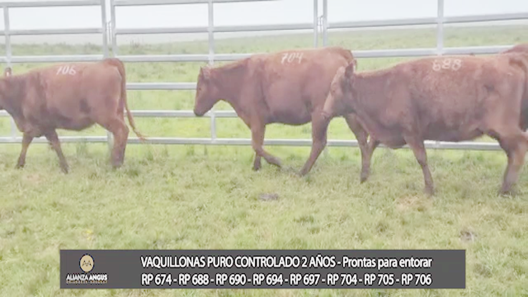 Lote VAQUILLONAS PURO CONTROLADO 2 AÑOS - Prontas para entorar