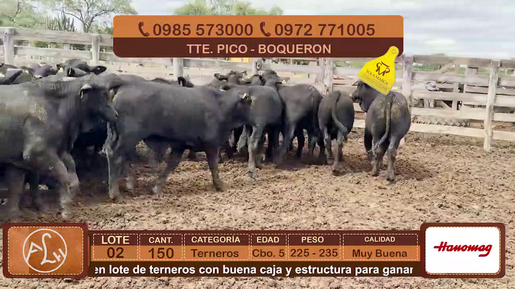 Lote Lote 2