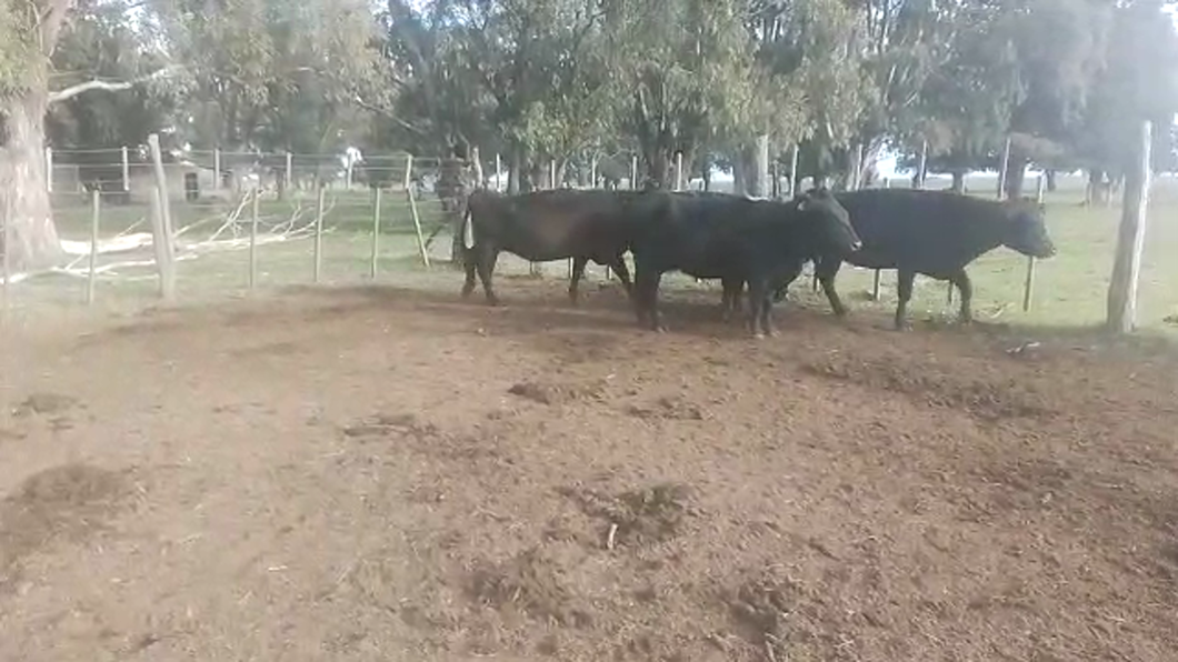 Lote 30 Vacas medio uso C/ gtia de preñez en Coronel Suarez, Buenos Aires