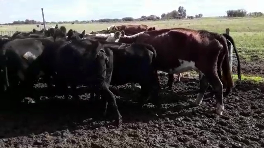 Lote 35 Vacas CUT preñadas en Mayor Buratovich, Buenos Aires