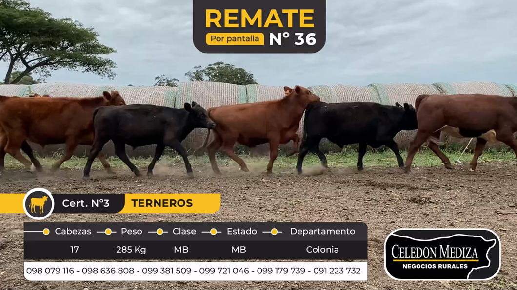 Lote 17 Terneros en Tarariras, Colonia