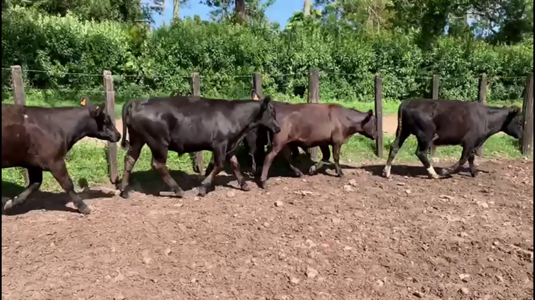 Lote TERNEROS