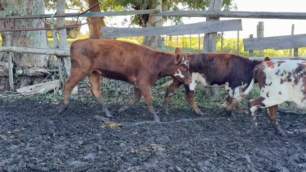 Lote TERNERAS