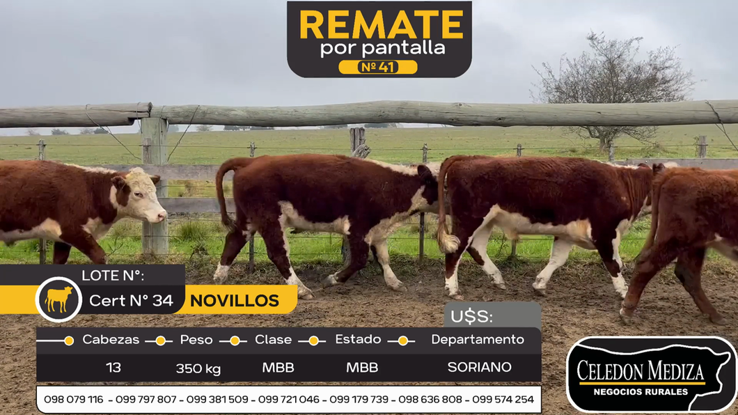 Lote 13 Novillos en Soriano