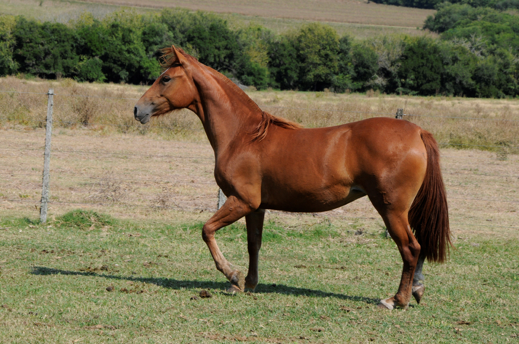 Lote Catalana Faceira VI