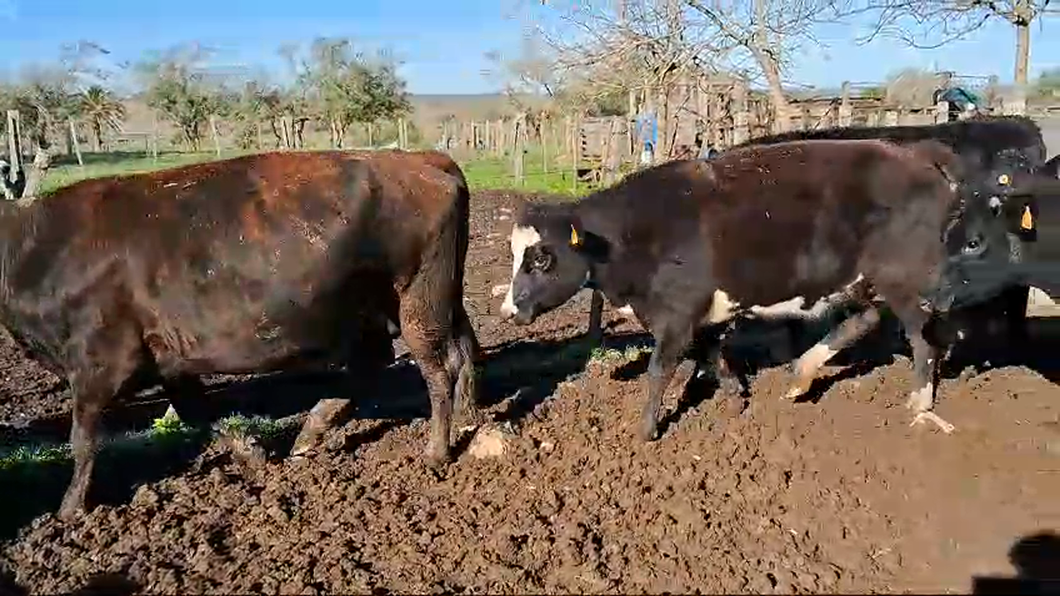 Lote 8 Vaquillonas preñadas Cruzas a remate en Pantalla Camy  en Ruta 3 km 120