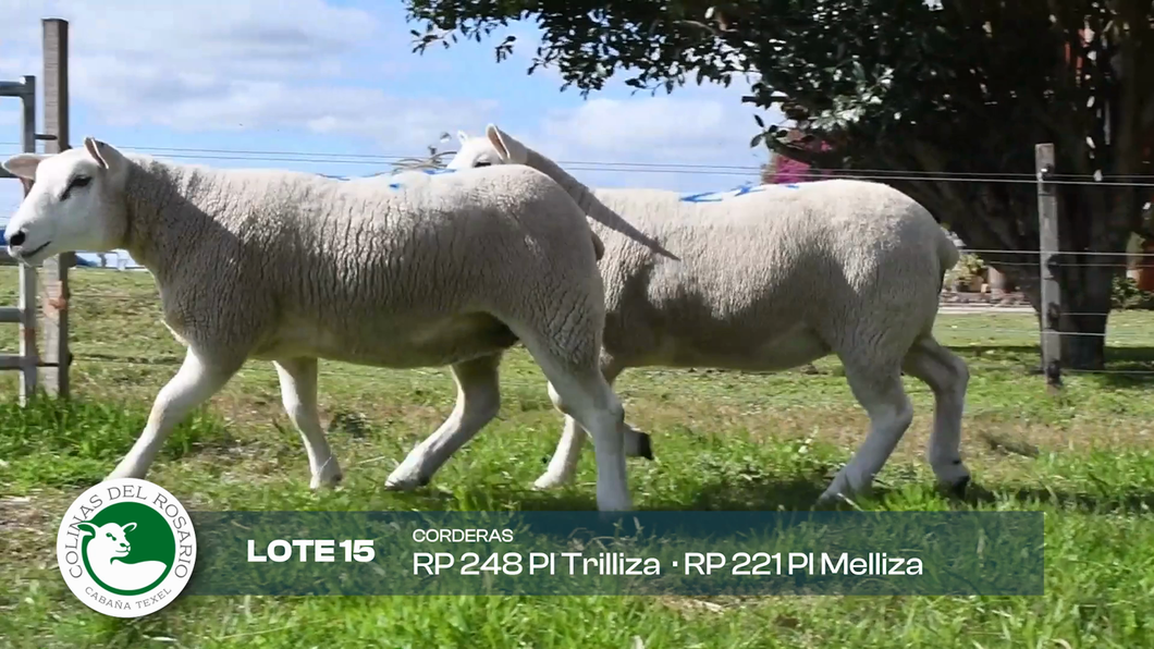 Lote Lote 15