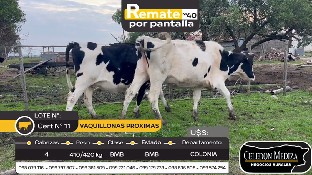 Lote 4 Vaquillonas Proximas en Colonia