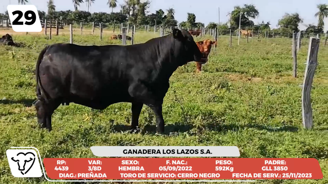 Lote LOTE 29