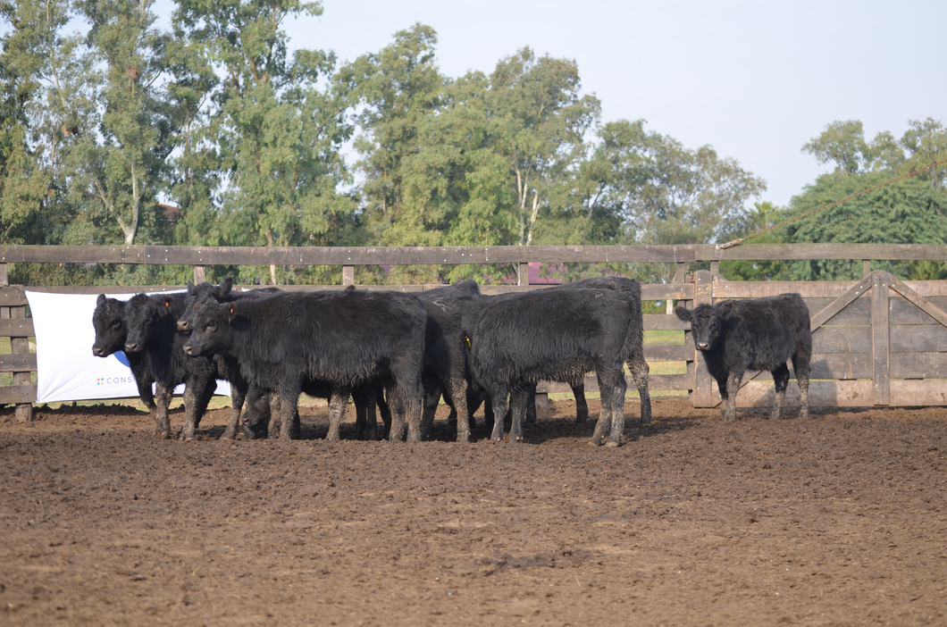 Lote ESTANCIA LA CONCHERA DE LA CONCHERA SA: 10 TERNERAS GENERALES NEGRAS