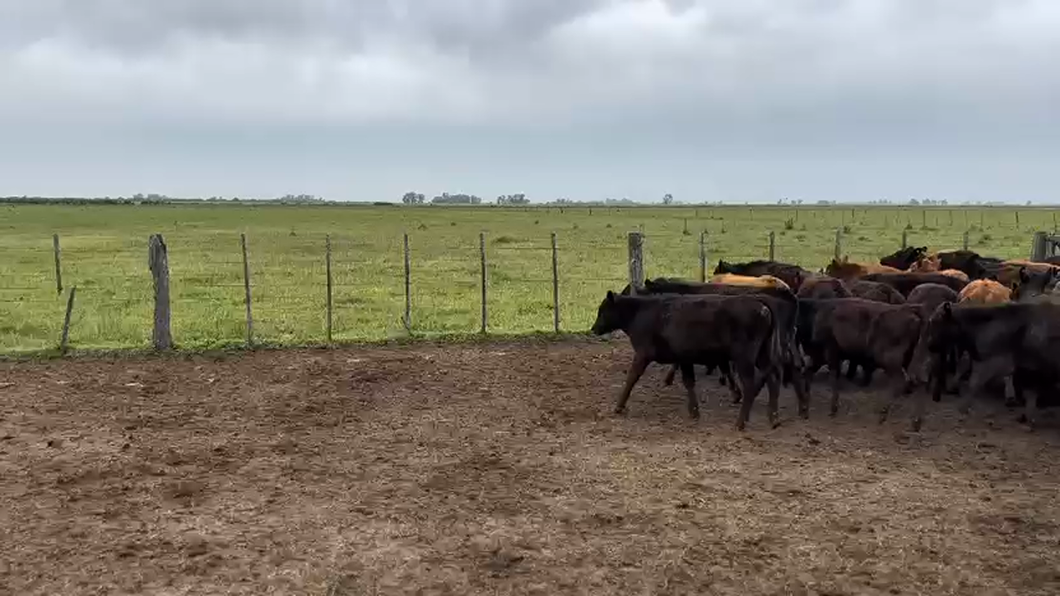 Lote 42 Terneros