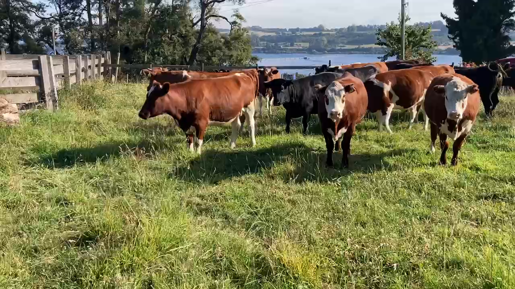 Lote 25 Vaquilla Gorda en Puerto Varas, X Región Los Lagos
