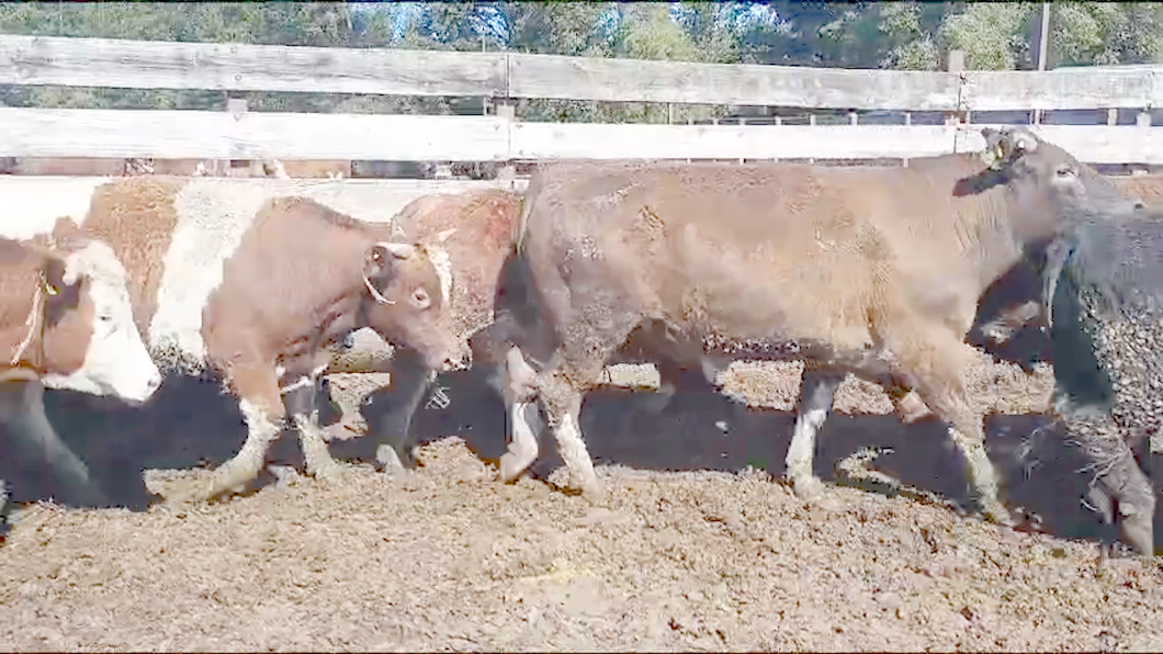 Lote 40 Novillo Gordo en Los Ángeles, VIII Región Biobío