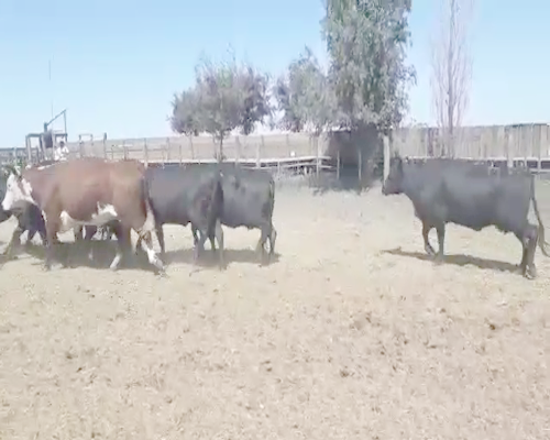Lote 13 Vacas nuevas en Guaminí, Buenos Aires