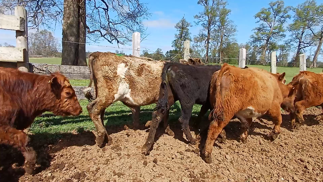 Lote 38 Ternero en Frutillar, X Región Los Lagos