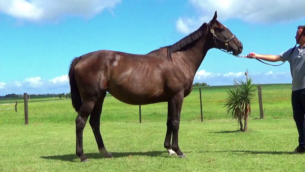Lote LADY OF BEIRUT (ARG)