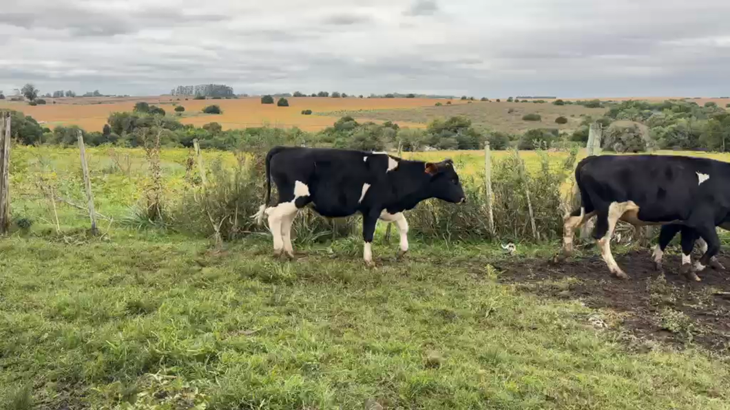 Lote NOVILLOS 1 a 2 AÑOS