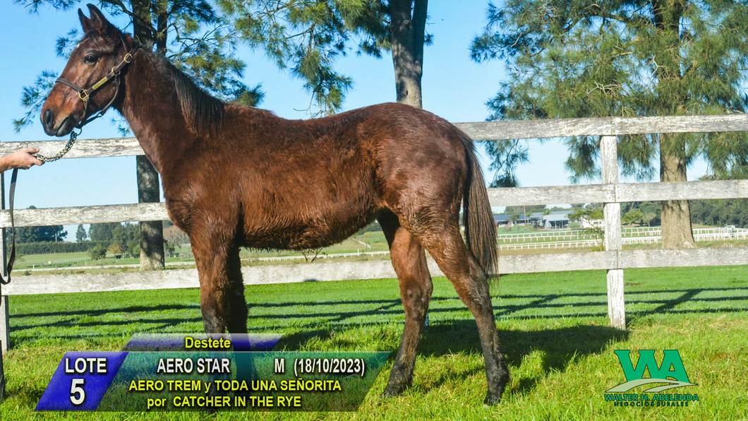 Lote AERO STAR