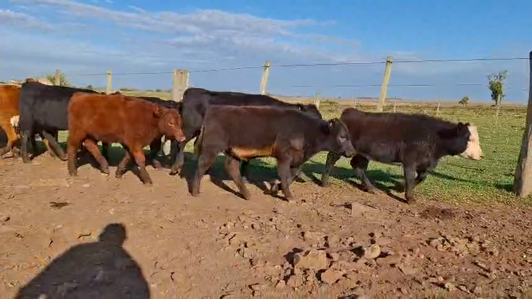 Lote TERNERAS