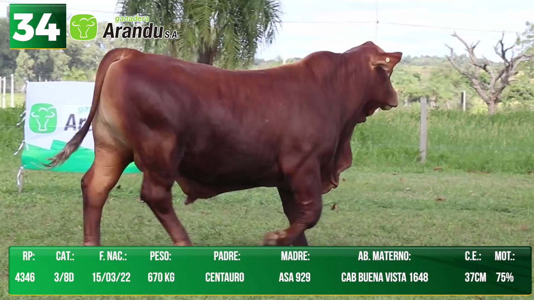 Lote LOTE 34