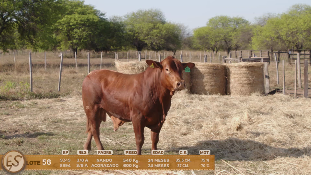 Lote Toro