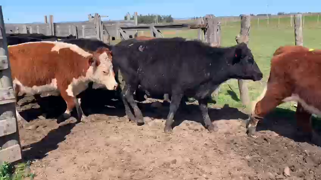 Lote 56 Vaquillonas Vacas Preñadas