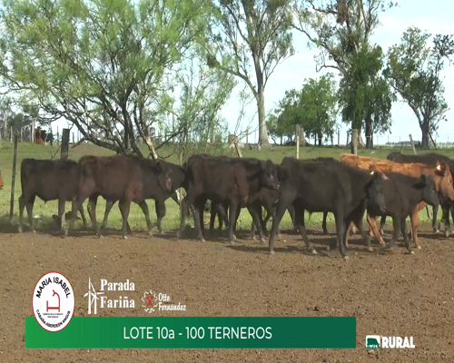 Lote (Vendido)100 Terneros a remate en María Isabel, Artigas