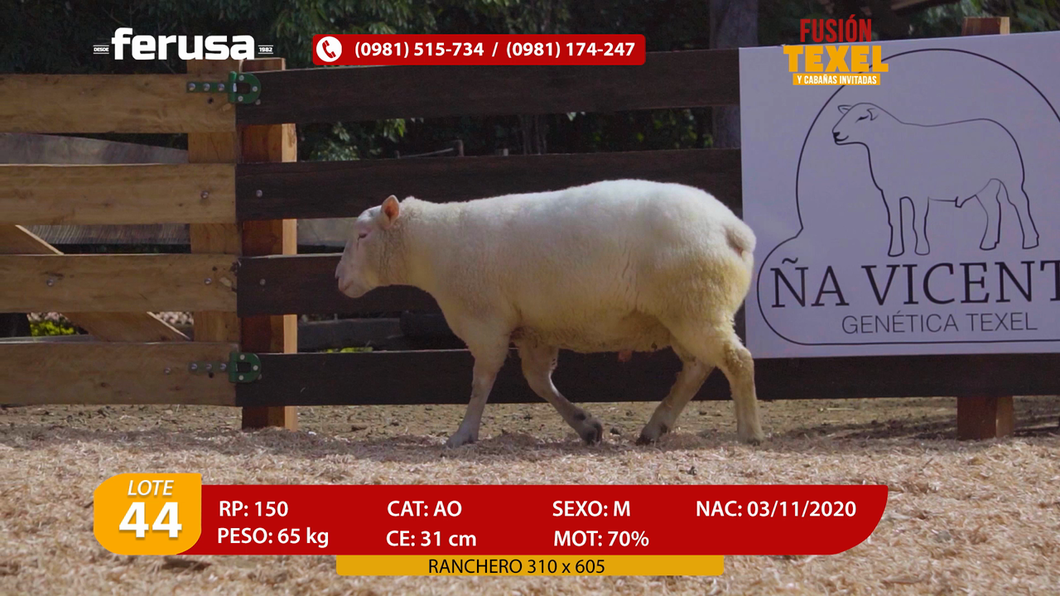 Lote Lote 44
