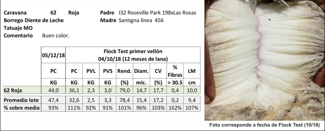 Lote Caravana 62