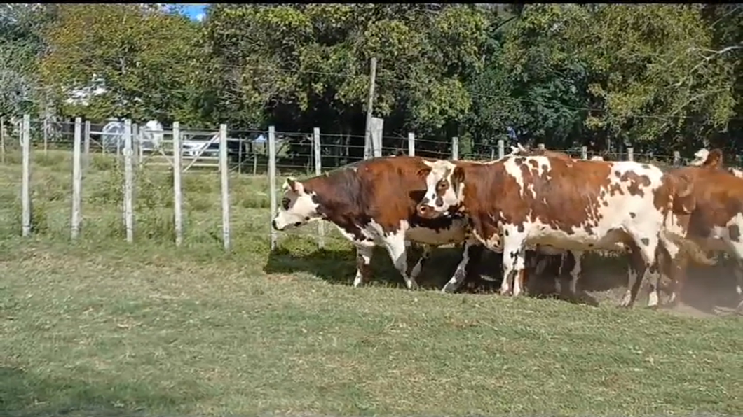 Lote 9 Vacas de Invernada NORMANDO a remate en #44 Pantalla Carmelo 540kg -  en LA SIERRA