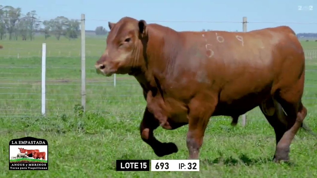 Lote Toros a remate en Toros para Vaquillonas - La Empastada, Durazno