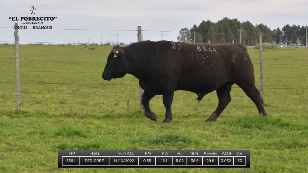 Lote 2 Toros Angus a remate en El Pobrecito, Durazno