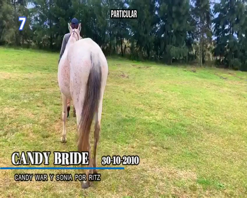 Lote CANDY BRIDE