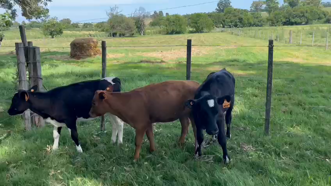 Lote 6 Terneras Cruza a remate en Ultima Pantalla del Año - Escritorio Camy en Colonia Fernandez Crespo