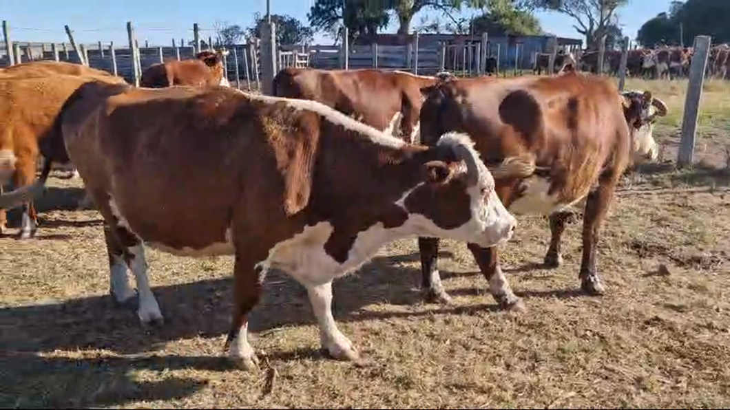 Lote 13 Vaquillonas Vacas Preñadas Hereford a remate en Pantalla Camy en San Gregorio