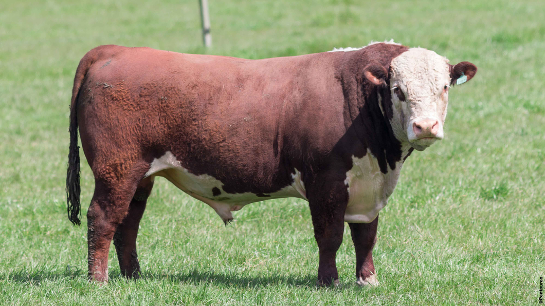 Lote Toros 1314 1317 1401
