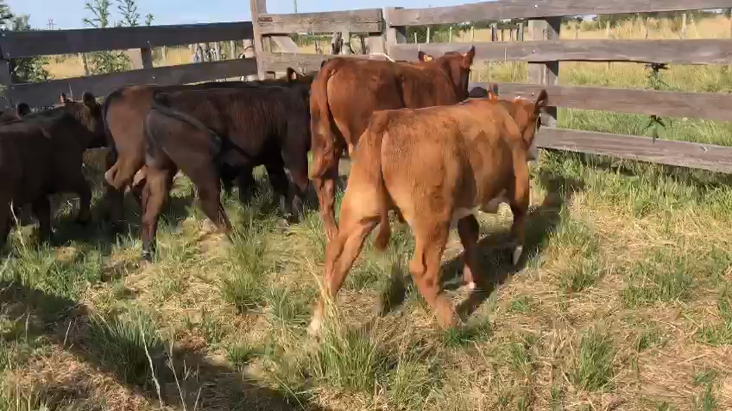 Lote 6 Terneros Angus y XX a remate en Ultima Pantalla del Año - Escritorio Camy 140kg -  en Paso del Rey