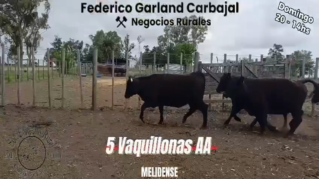 Lote 5 Vaquillonas 1 a 2 años ANGUS a remate en Expo Ombues en OMBUES DE LAVALLE