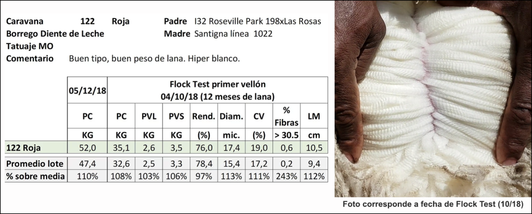 Lote Caravana 122