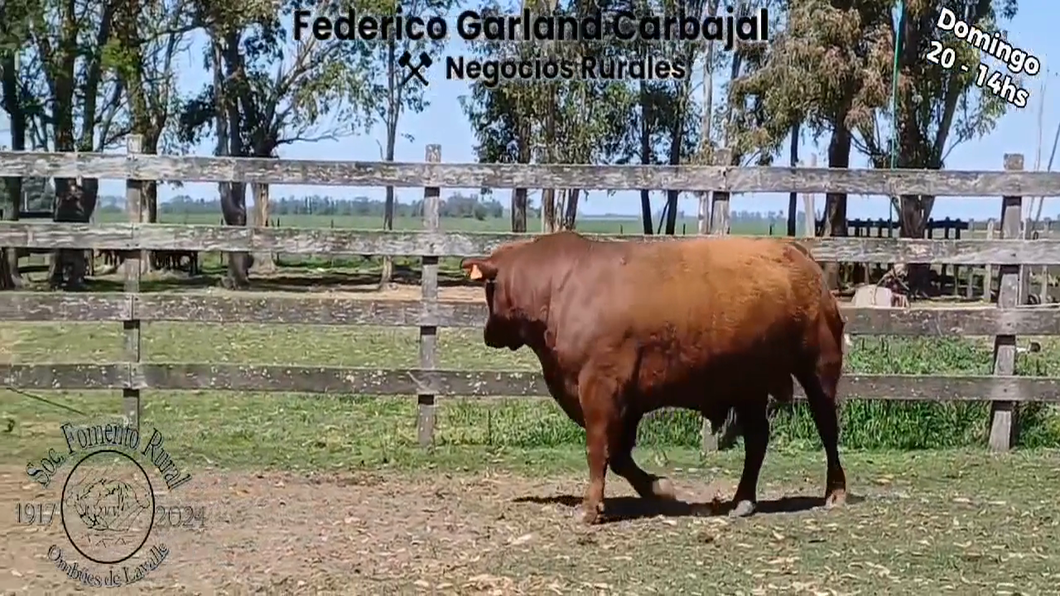 Lote TORO SA RED ANGUS a remate en Expo Ombues en OMBUES DE LAVALLE