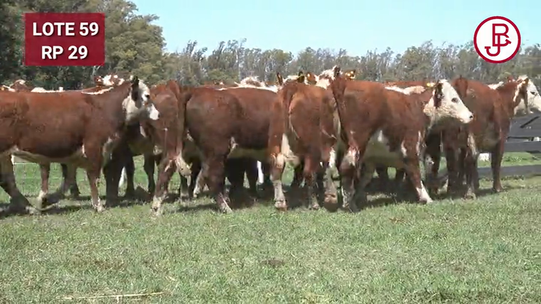 Lote VAQUILLONAS PREÑADAS Polled Hereford -PARICION OTOÑO 2024-