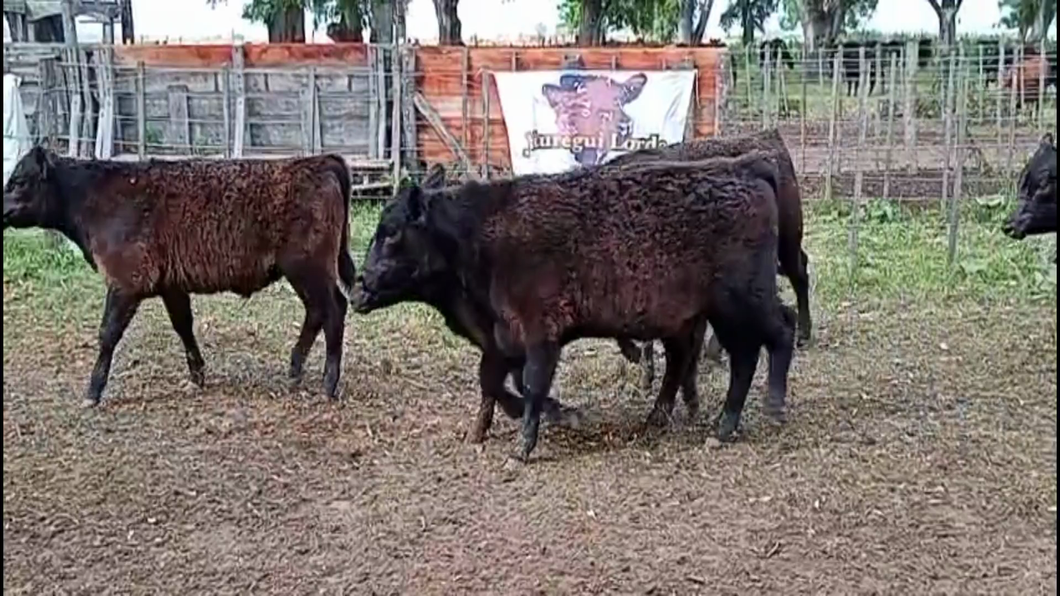 Lote 40 Terneros