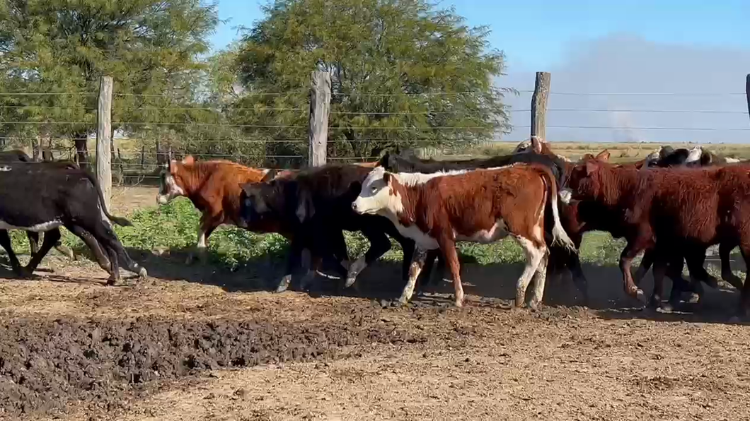 Lote 130 Terneras