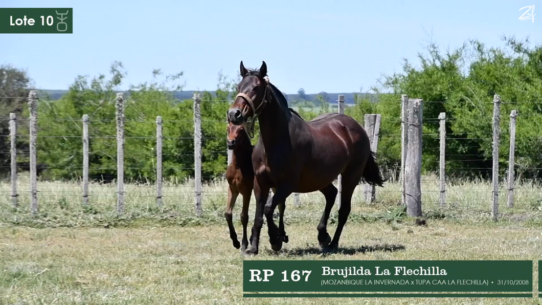 Lote Brujilda La Flechilla