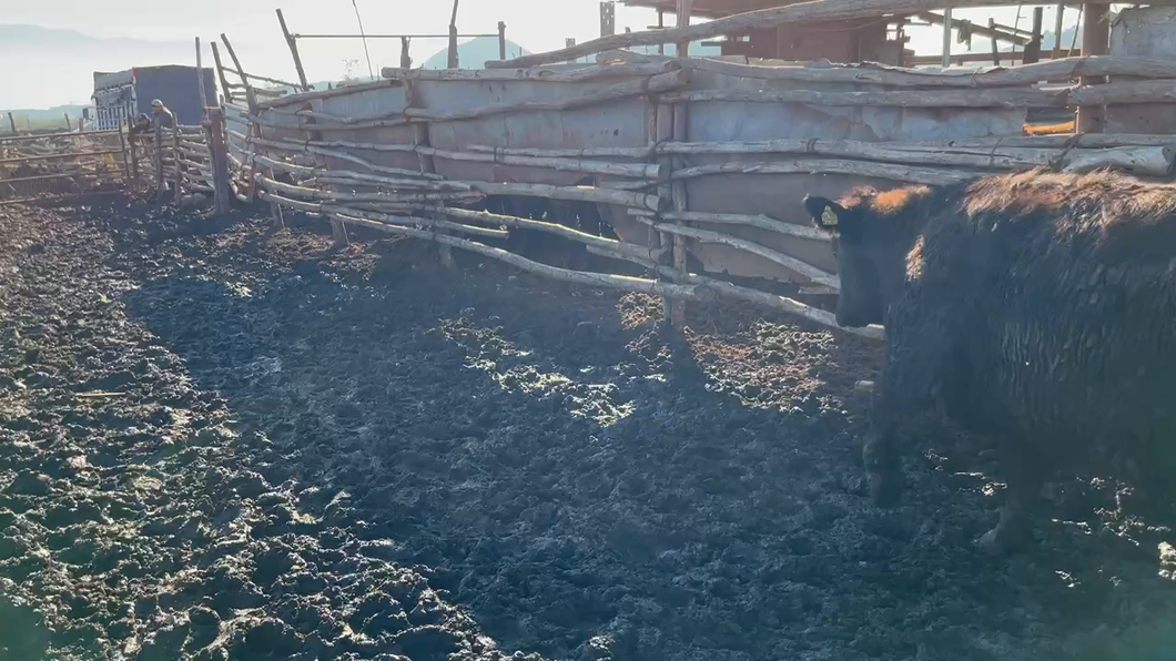 Lote 23 Vaquilla Gorda en Mostazal, VI Región O'Higgins