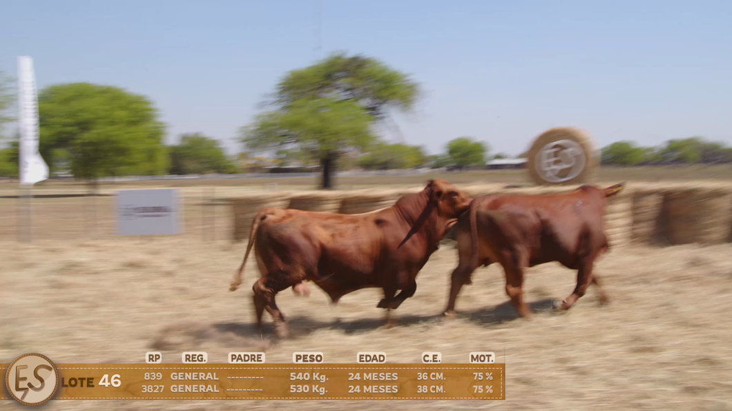 Lote Toro